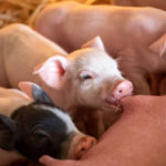 Cute pink piglets drinking from mother pig's nipple, teat in mouth