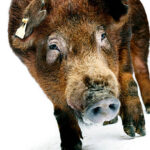 Close up portrait of Duroc pig.
