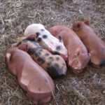 pigs-367914_640